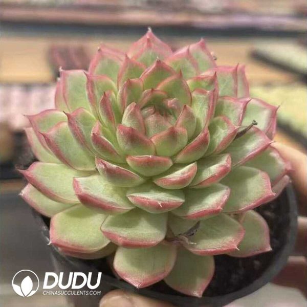 e201-556.jpg Echeveria Starry Night - Image 1