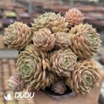 Echeveria Onslow Clustering