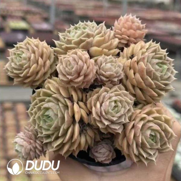 Echeveria Onslow Clustering - Image 1