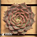 Echeveria Solitary Cicada