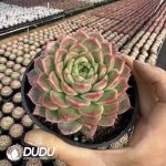 Echeveria Perfume Ertai