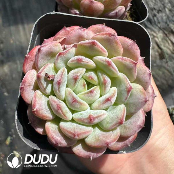 Echeveria Hani - Image 1