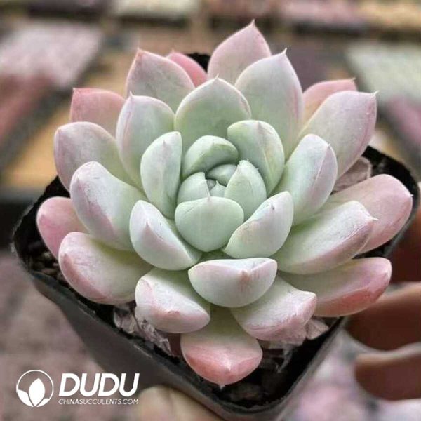 e201-560.jpg Echeveria Frozen - Image 1