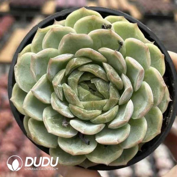 e201-561.jpg Echeveria Bulgari - Image 1