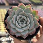 Echeveria Water Green