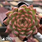 Echeveria Desert Passion