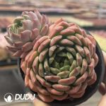 Echeveria Bao Qing Fang