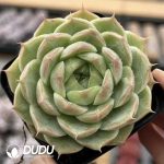 Echeveria Platonic Love