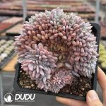 Echeveria Orange Cristata