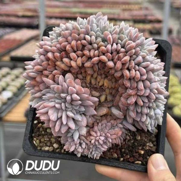 e201-568.jpg Echeveria Orange Cristata - Image 1