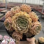 Echeveria Crystal Onslow Cluster