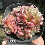 Echeveria Hani Clustering