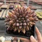 Echeveria Yuji Cluster