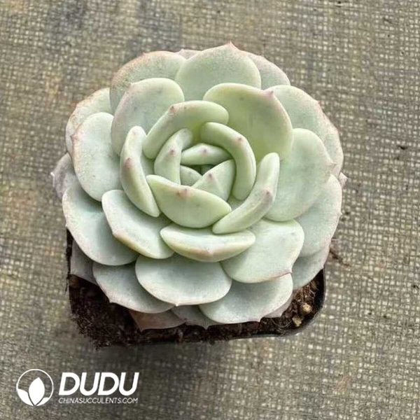 Echeveria White Peach Oolong - Image 1