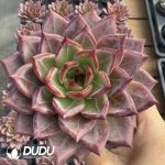 Echeveria Diamond Star