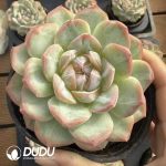 Echeveria The Old Buddha