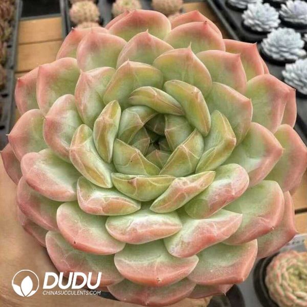 e201-576.jpg Echeveria Crystal Mandala - Image 1