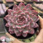 Echeveria Seductive