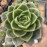 Echeveria Essential Balm