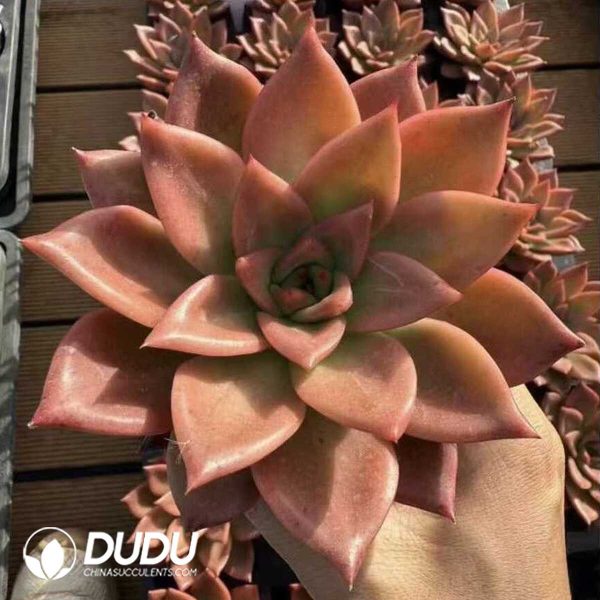 e201-579.jpg Echeveria Huang Tianba - Image 1