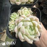 Echeveria Elegans Alba Clustering