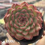 Echeveria Phoenix Robe