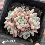 Echeveria Ice Jade Princess