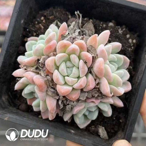 e201-581.jpg Echeveria Ice Jade Princess - Image 1