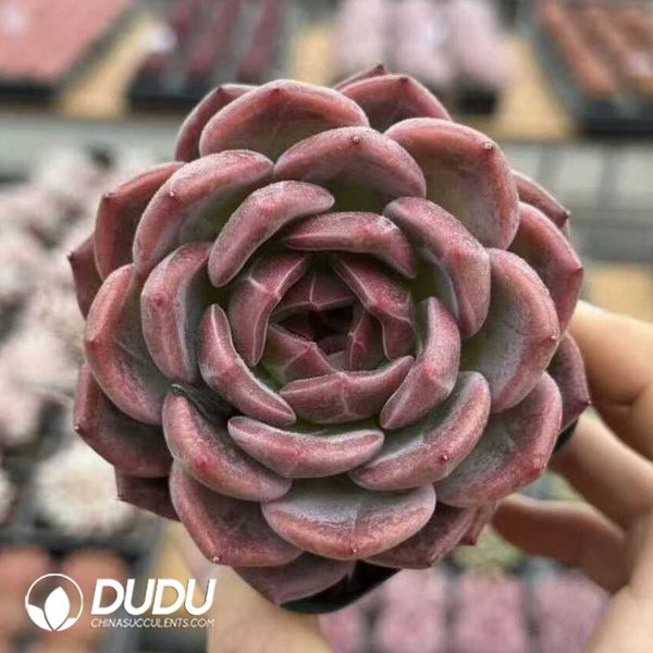 e201-582.jpg Echeveria Diamond Q Orange - Image 1