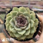 Echeveria Sugar-Filled Apple