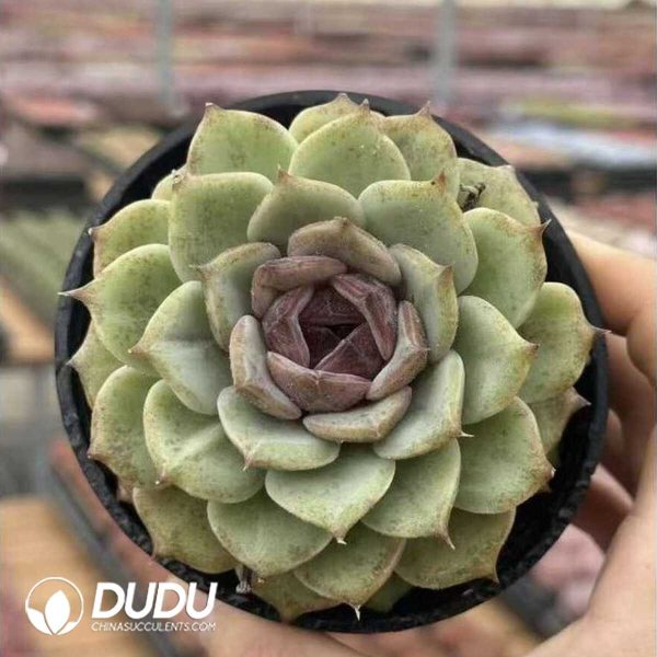 e201-583.jpg Echeveria Sugar-Filled Apple - Image 1