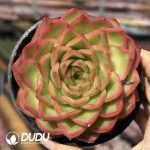 Echeveria Twilight City
