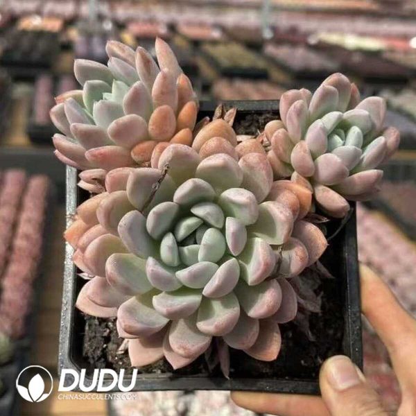 e201-585.jpg Echeveria Fenju - Image 1