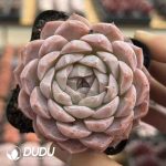 Echeveria Haagen-Dazs