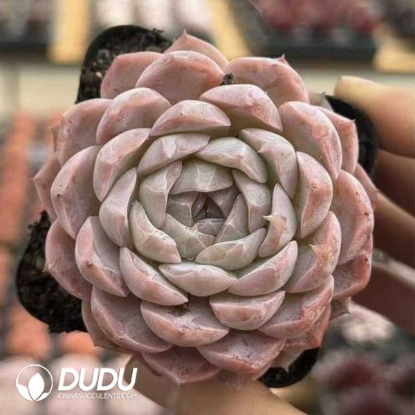 e201-587.jpg Echeveria Haagen-Dazs - Image 1