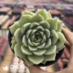Echeveria Girl in Green