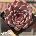 Echeveria Little Wildcat