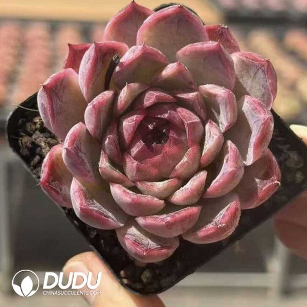 e201-589.jpg Echeveria Little Wildcat - Image 1