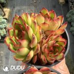 Echeveria Pollyanna Clustering