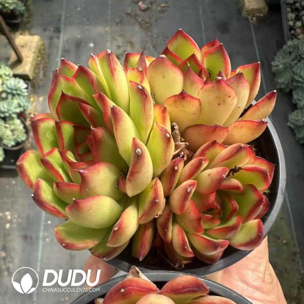 Echeveria Pollyanna Clustering - Image 1