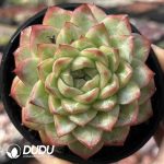 Echeveria Bai Yutang