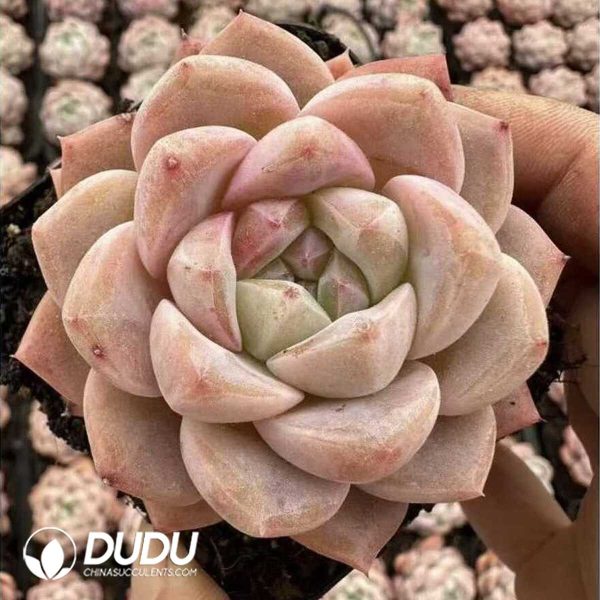 e201-591.jpg Echeveria White Diamond - Image 1