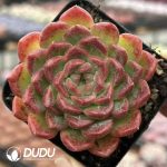 Echeveria Chromatic Hours