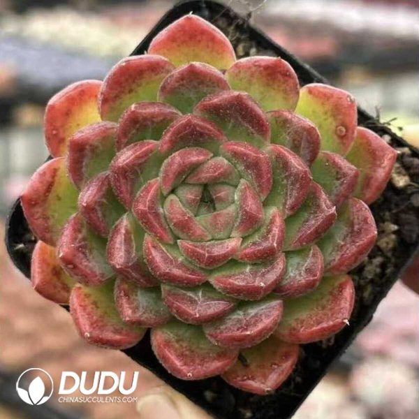 e201-592.jpg Echeveria Chromatic Hours - Image 1