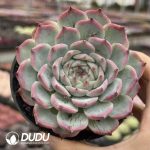 Echeveria Pink Elf