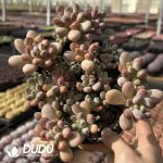 Sedum Red bean Clustering