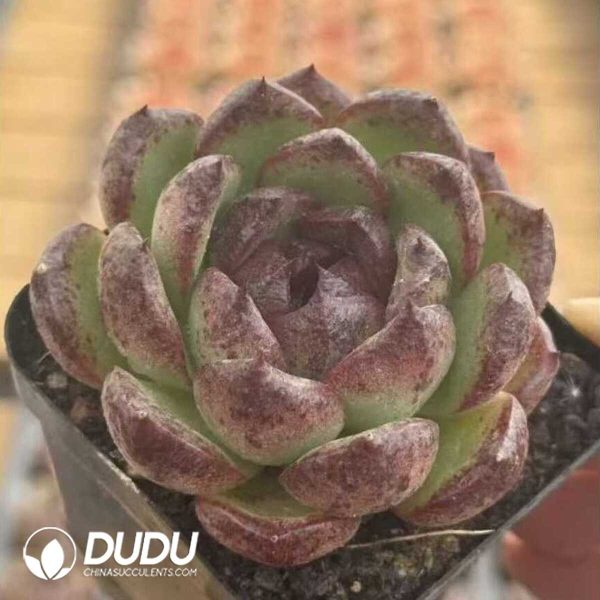 e201-596.jpg Echeveria Mochi - Image 1