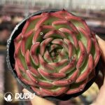 Echeveria Green Bamboo