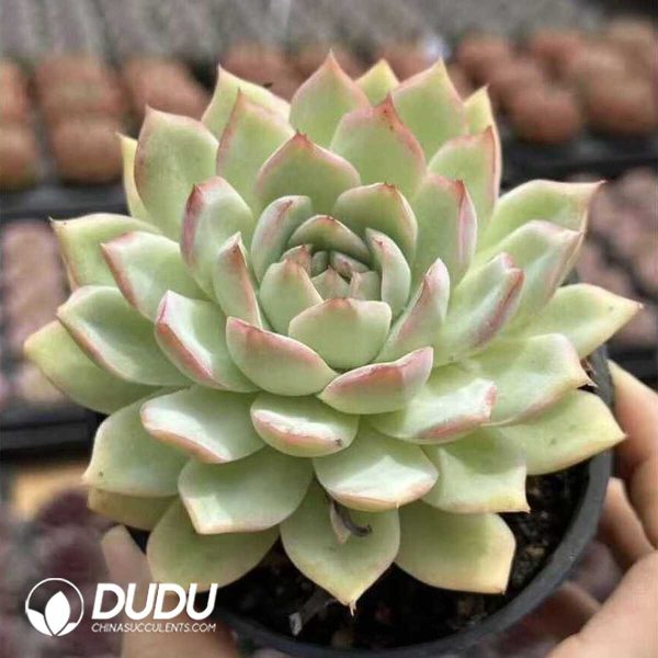 e201-599.jpg Echeveria He Xiangu - Image 1