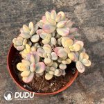 Cotyledon Orbiculata cv Variegated Clustering